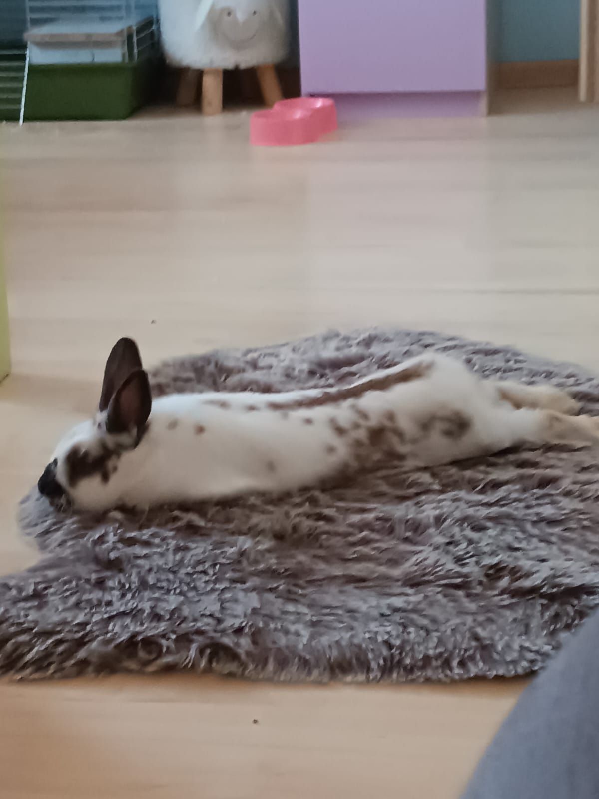 Oddam królika wraz z klatką