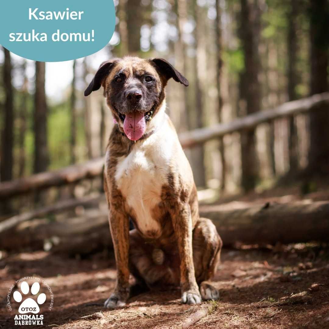 Ksawier szuka domu