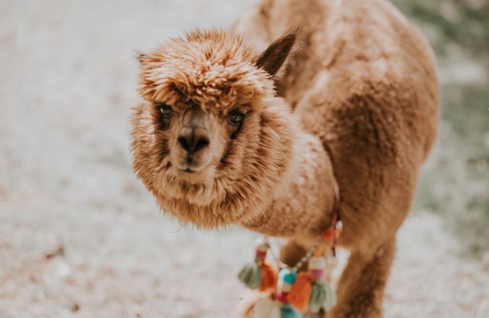 Sprzedam Samice Alpaki