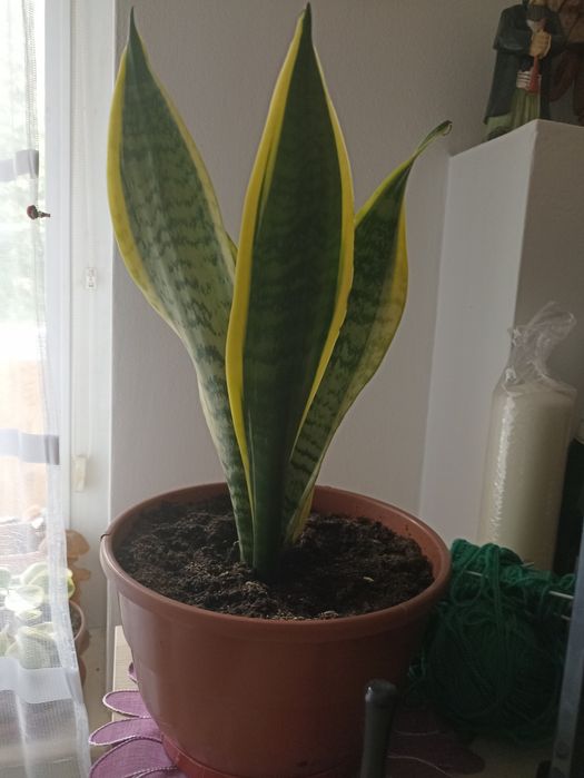 Sprzedam kwiat Sansoewiera