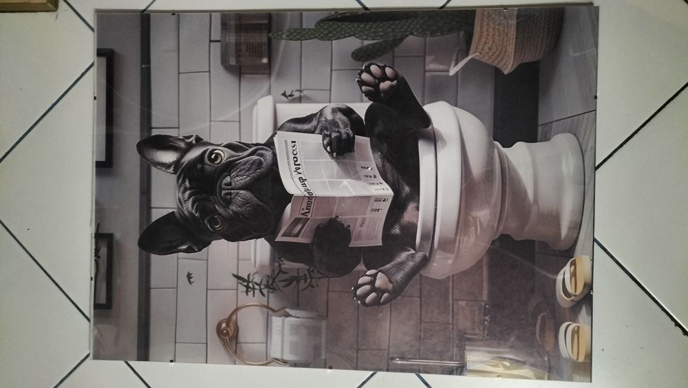 Obraz buldog na toalecie