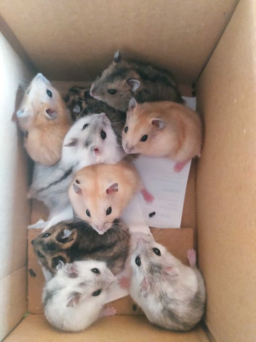 Хомяки джунгарики