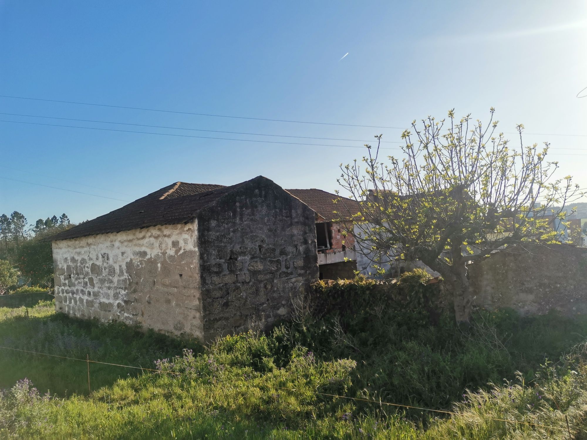 São Romao do Coronado, trofa