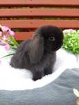 Do rezerwacji ostatni  Samiec Mini Lop