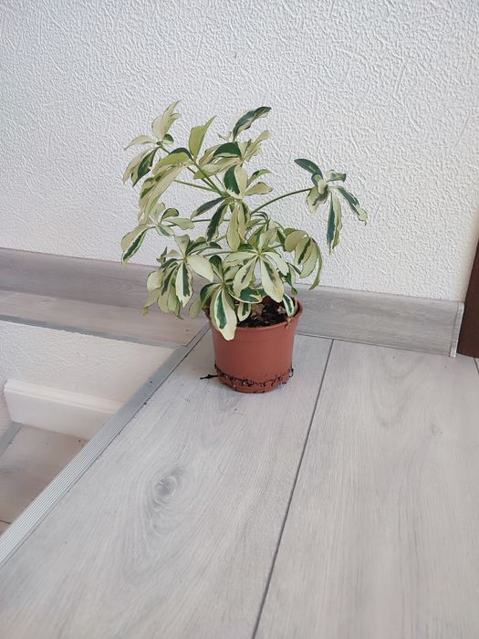 аглоєнема,папороть,фікус,орхідея тигрова,шефлера,спатіфіліум Доміно