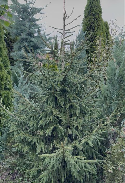 Ялинка блакитна, ауреаспіката, ялина голуба, штамбова сосна ялина