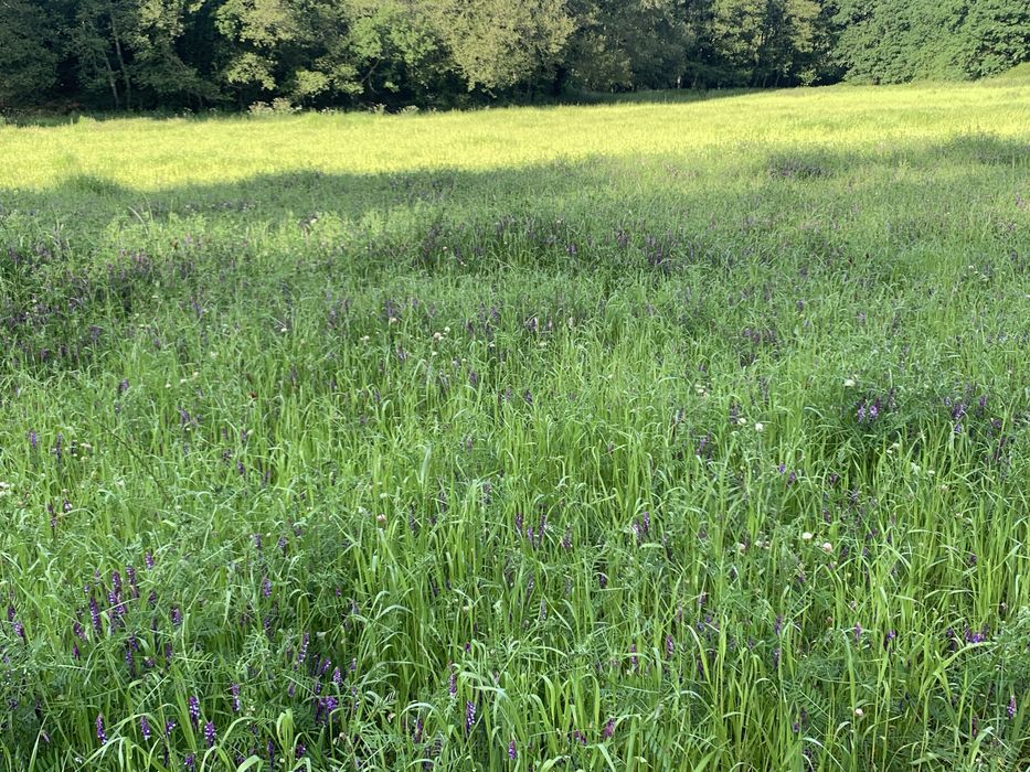 Fardos de feno-silagem