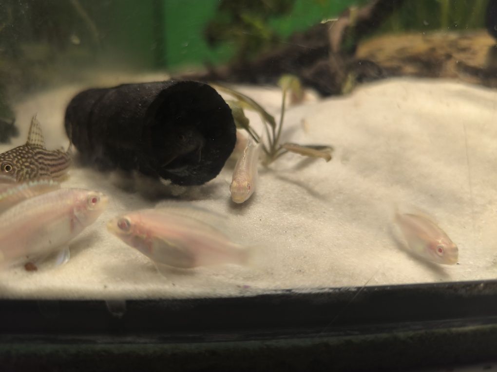 Barwniaki albino