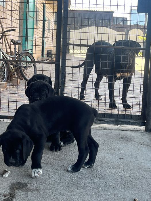 Цуценята cane corso