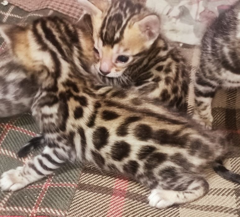 Бенгальці чистопородні клубні