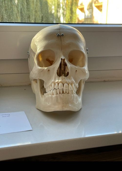 Pomoc osteologiczna czaszka model anatomiczny 3D