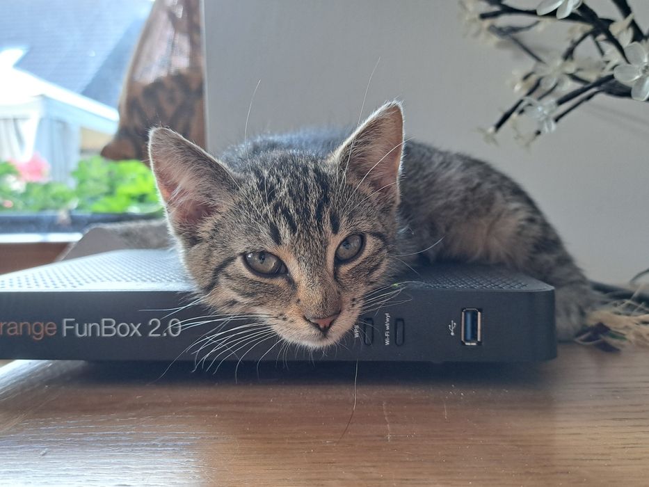 Pyza- bura, mała 5- miesięczna kotka do adopcji