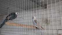 Casal de Roselas penantes reprudotures