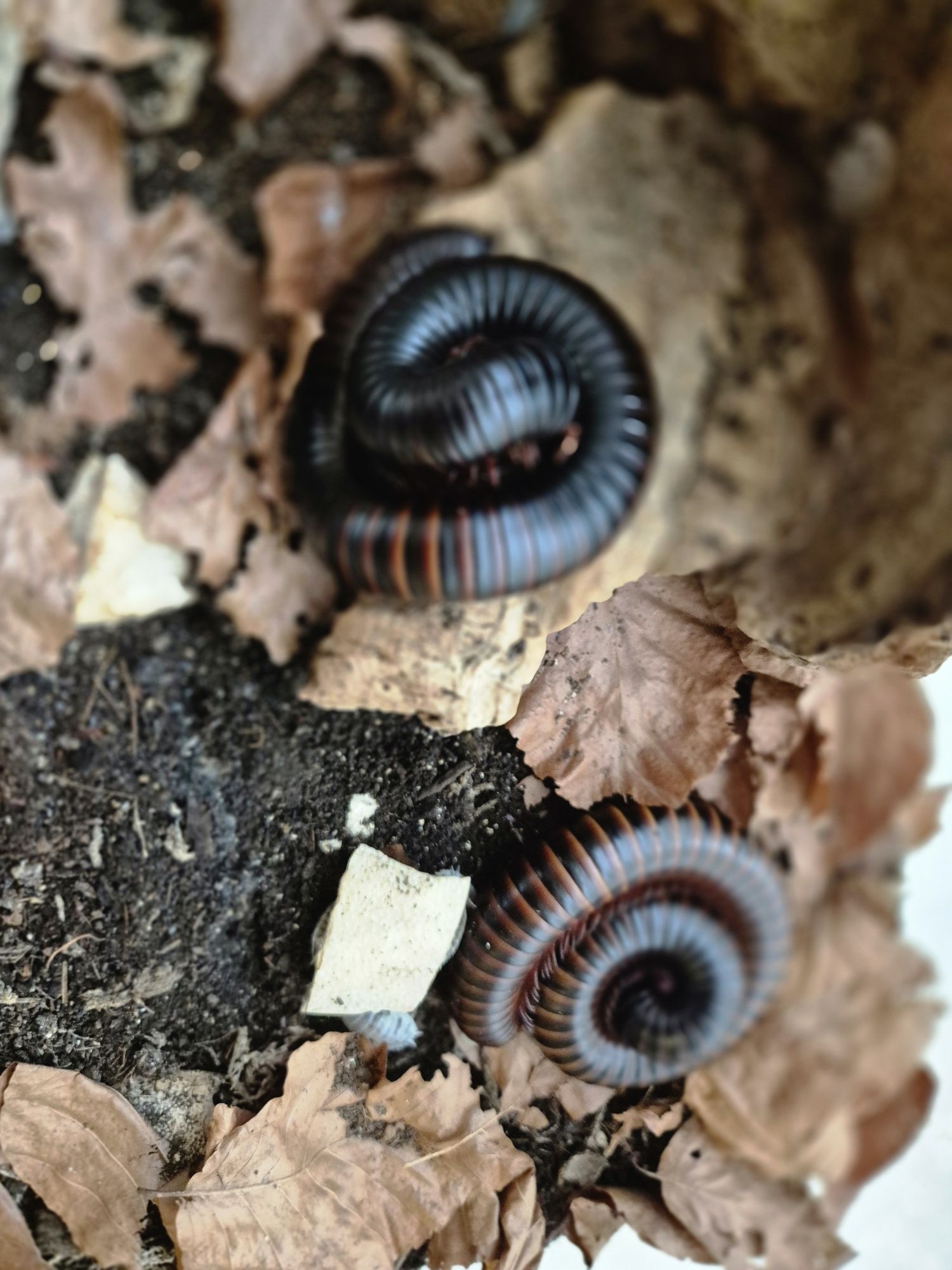 Krocionóg olbrzymi Archispirostreptus gigas