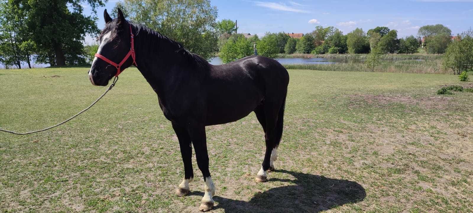 Para pięknych ogierów