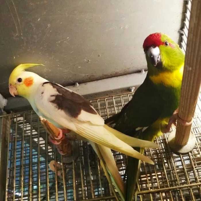 Пацюк, Криска,Гризун,Тваринка