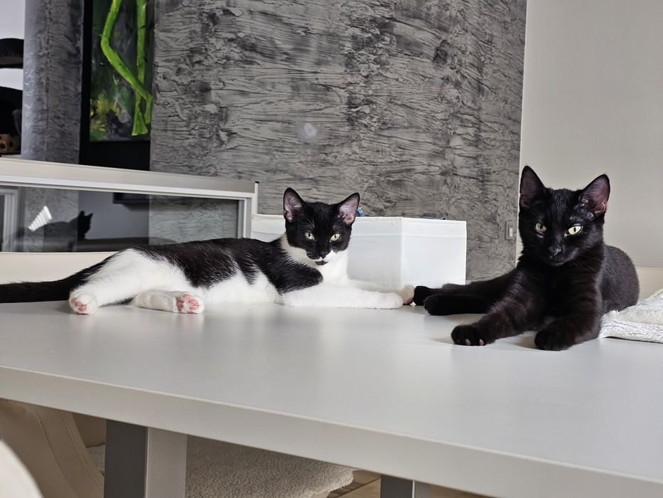 Bazyli, Jaśminka i Kalinka - małe kotki do adopcji