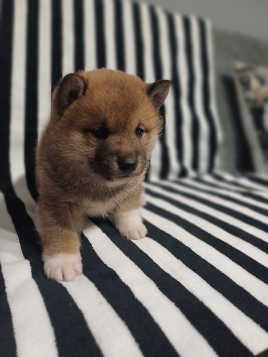 Shiba inu- samiec rudy