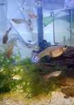 Guppys machos e femeas