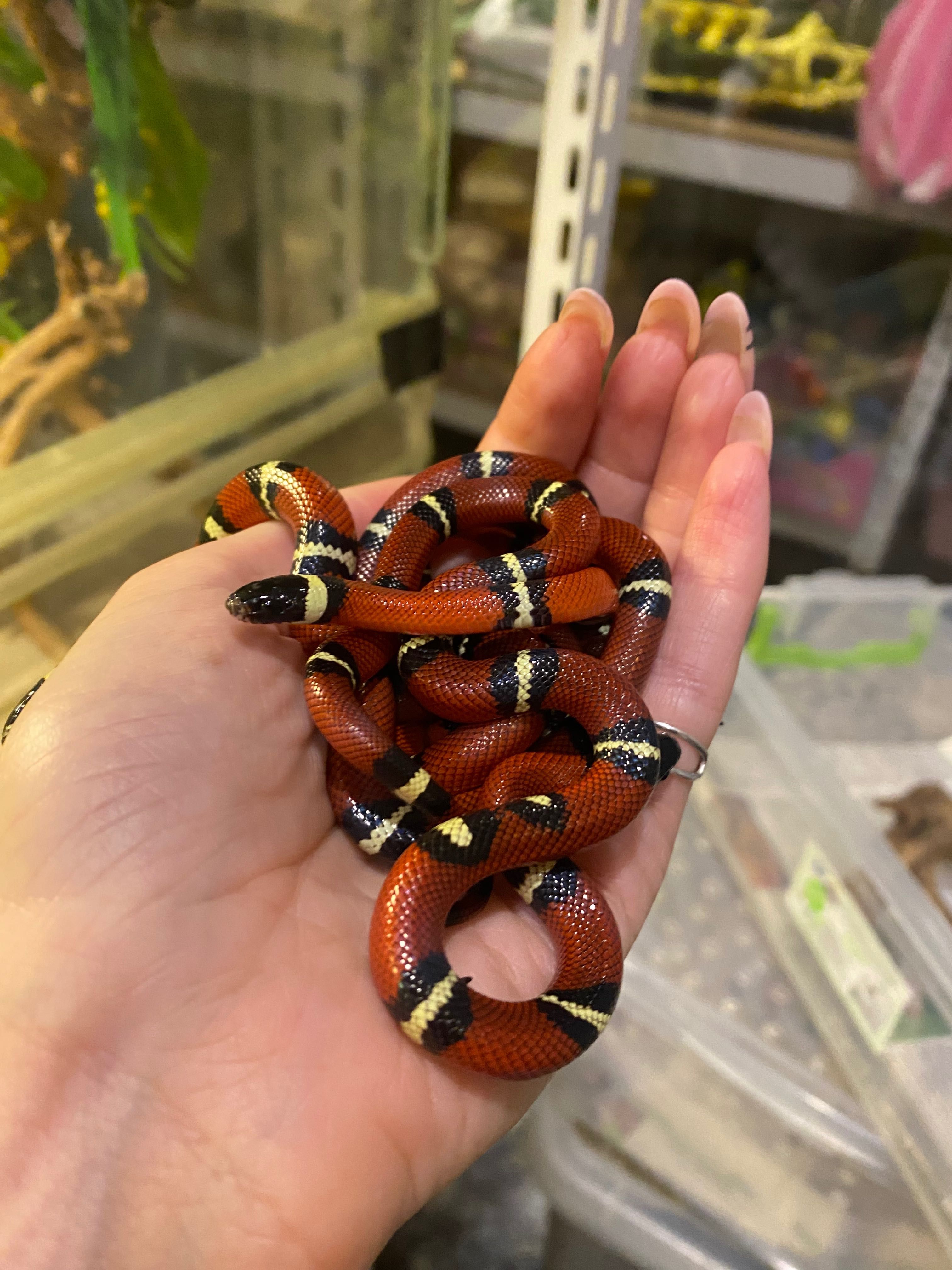 Синалойская молочная змея - Lampropeltis triangulum sinaloae