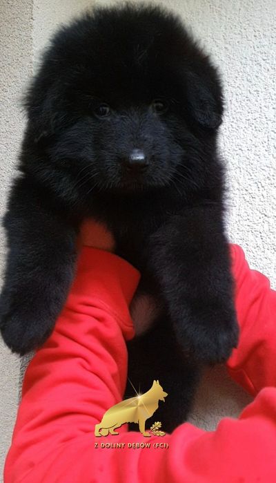 Owczarek niemiecki długowłosy FCI