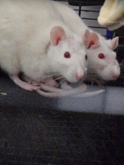 Szczury adopcja, oddam razem z akcesoriami