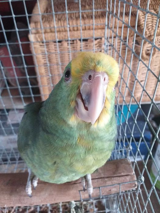 Amazona Oratrix fêmea