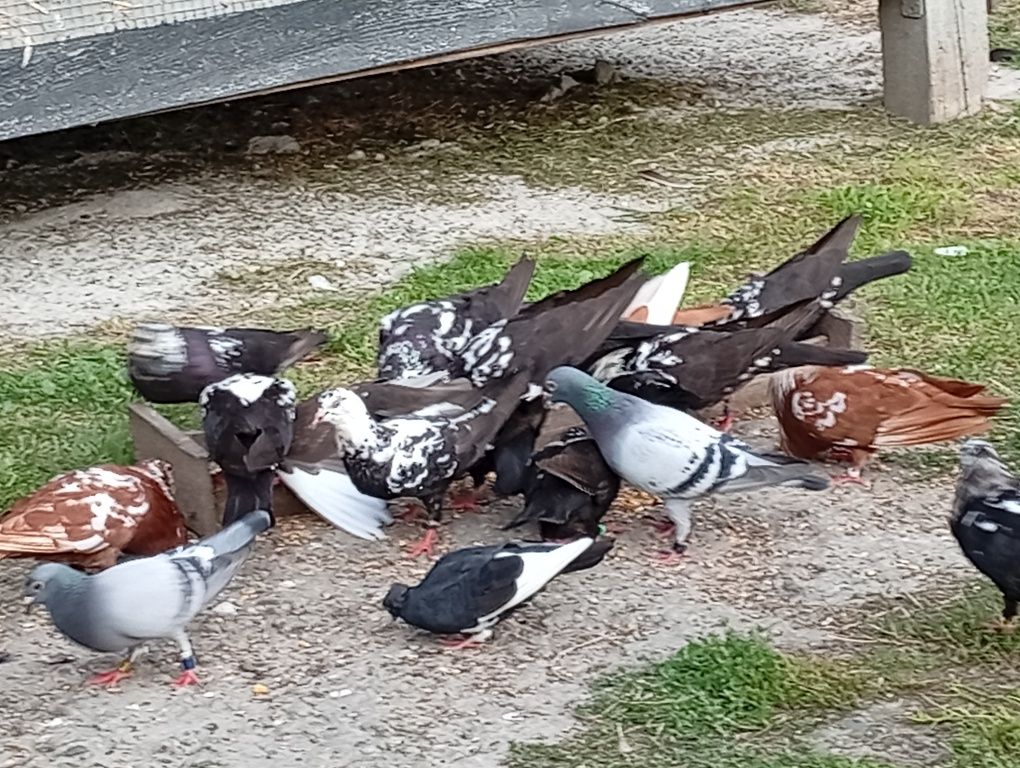 Gołębie stawaki sprzedam