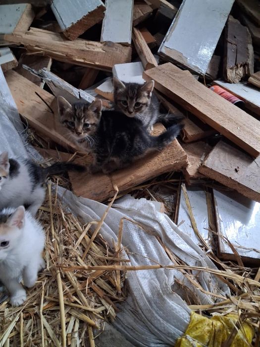 5 kociakow szuka domu