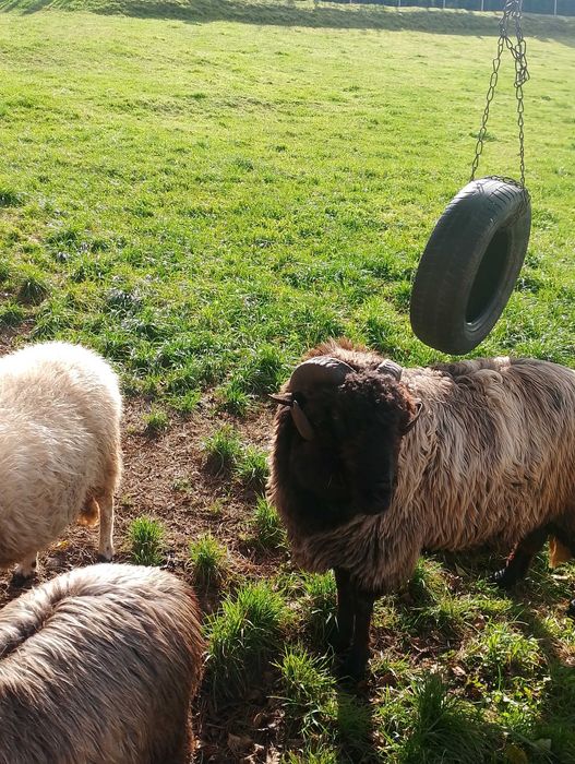 Sprzedam barana 1.5 roku