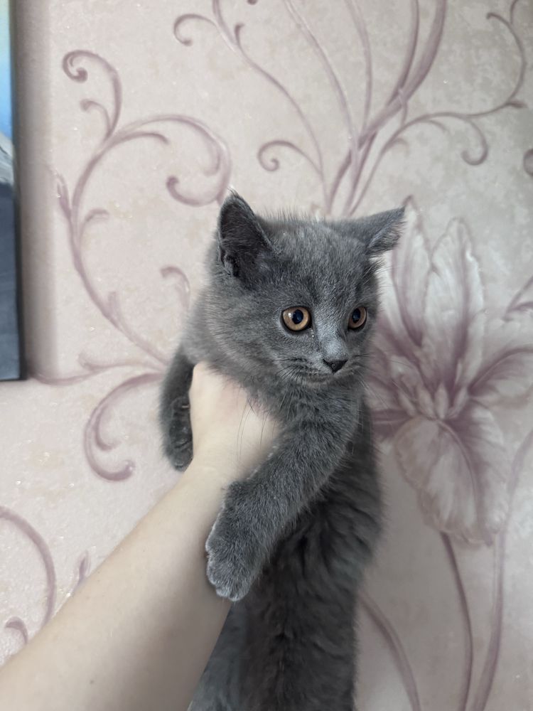 Кошенята шотланці