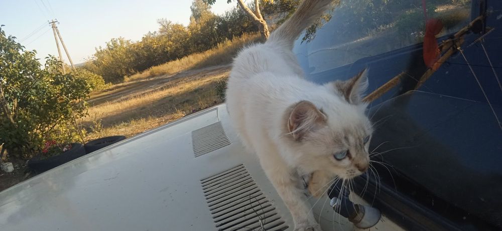 Отдам котенка бесплатно