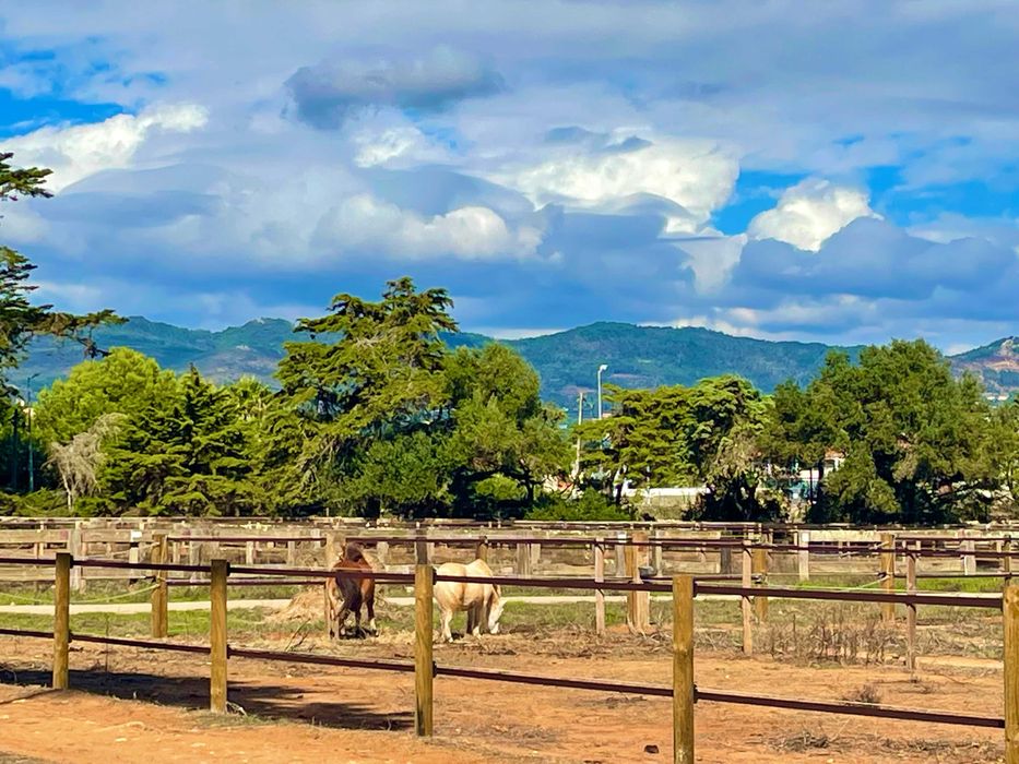 Horse livery boxes available - Quinta da Marinha, Cascais