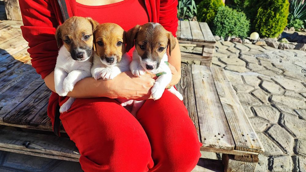 Бомбезные парни Джеки