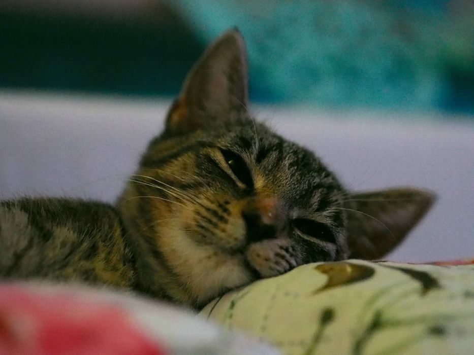 Oddam kotke z pakietem