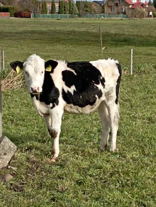 Jałówki byczki polskie żarłoki
