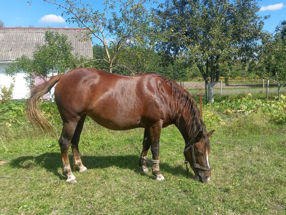 Продам Кобилу 9 років ціна ДОГОВІРНА