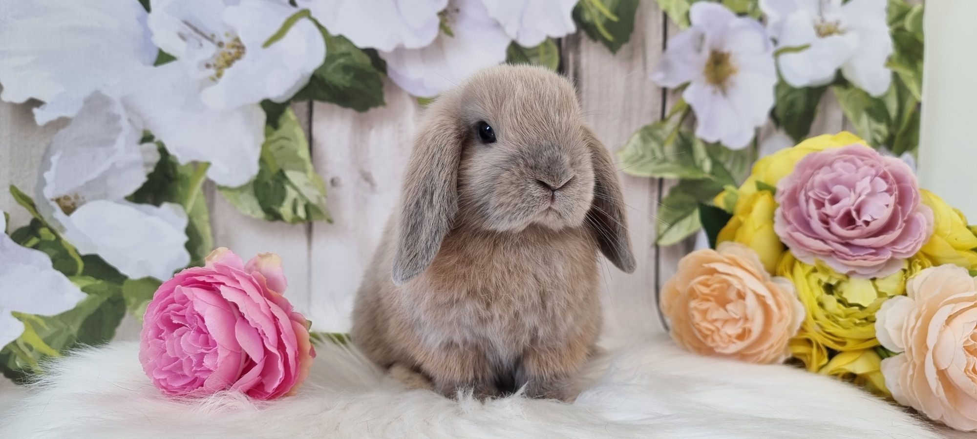 Mini lop śliczne króliczki zapraszamy gotowe do odbioru