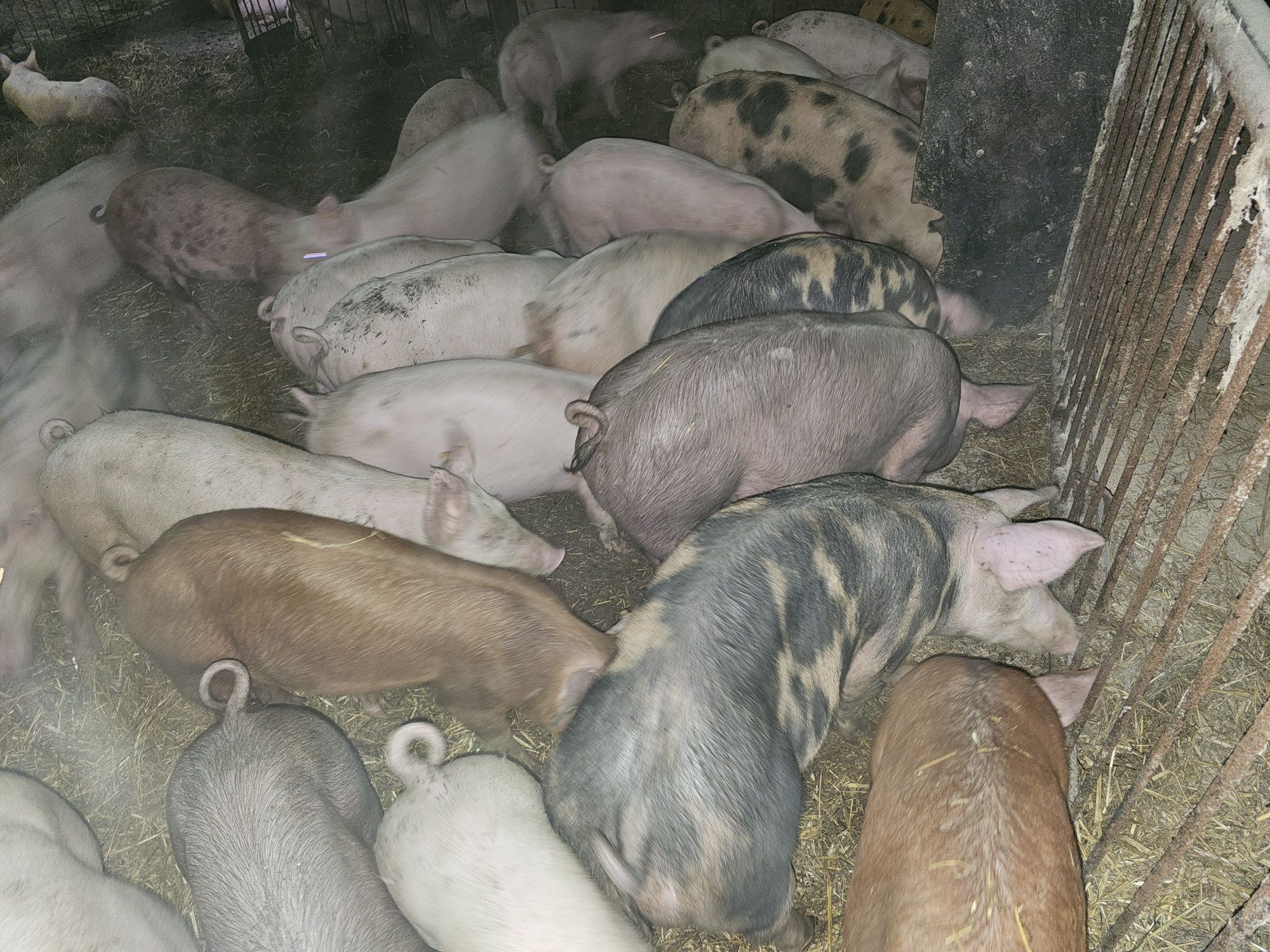 Prosie po wypatroszeniu gotowe do pieczenia z własnego chowu od ROLNIK