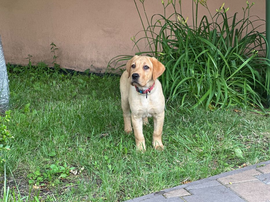 Продаємо дівчинку Лабрадора 8 місяців у гарні руки