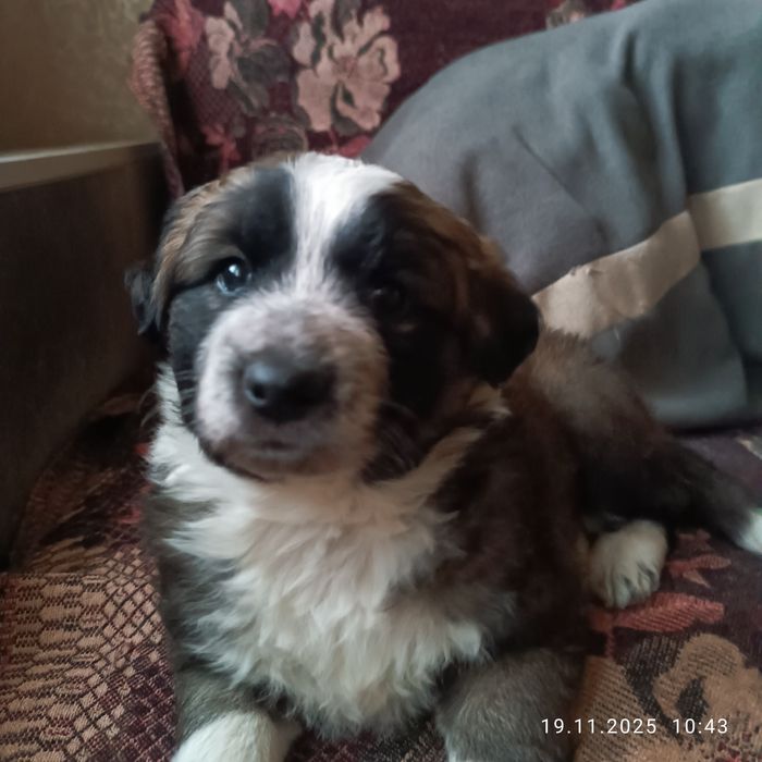 Отдам бесплатно щенка, девочка 2 месяца