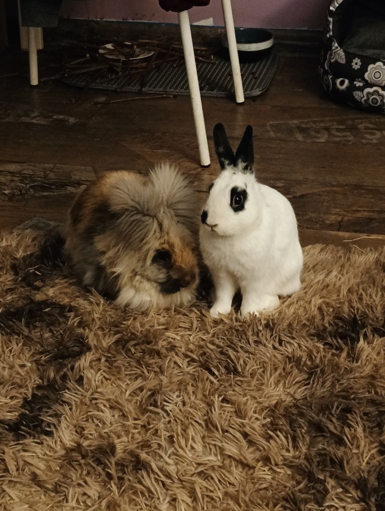 2 króliki miniaturki