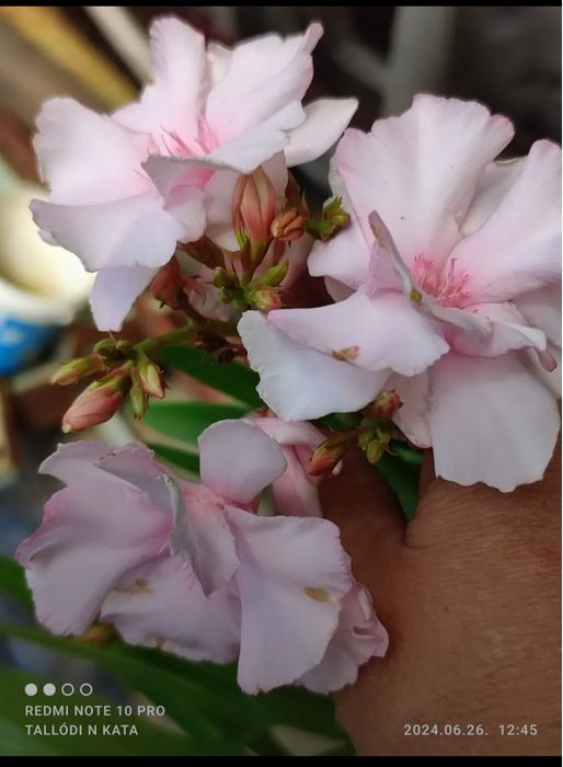 Олеандр Mandula dupla