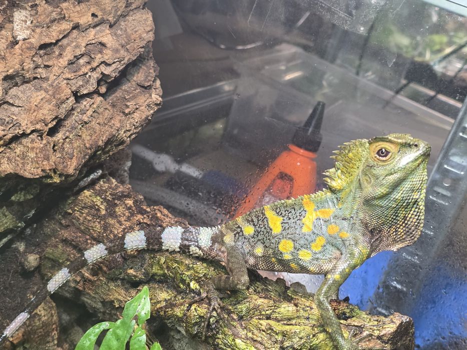 Agama Kameleonowa Jaszczurka Piękny Samiec Rarytas. nie górska