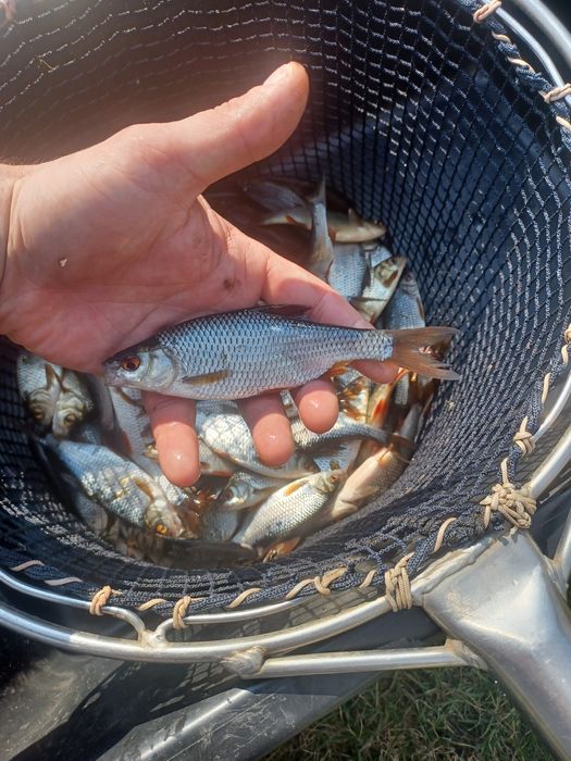 Płoć zarybieniowa . Karp , Lin ,Amur , Jesiotr .