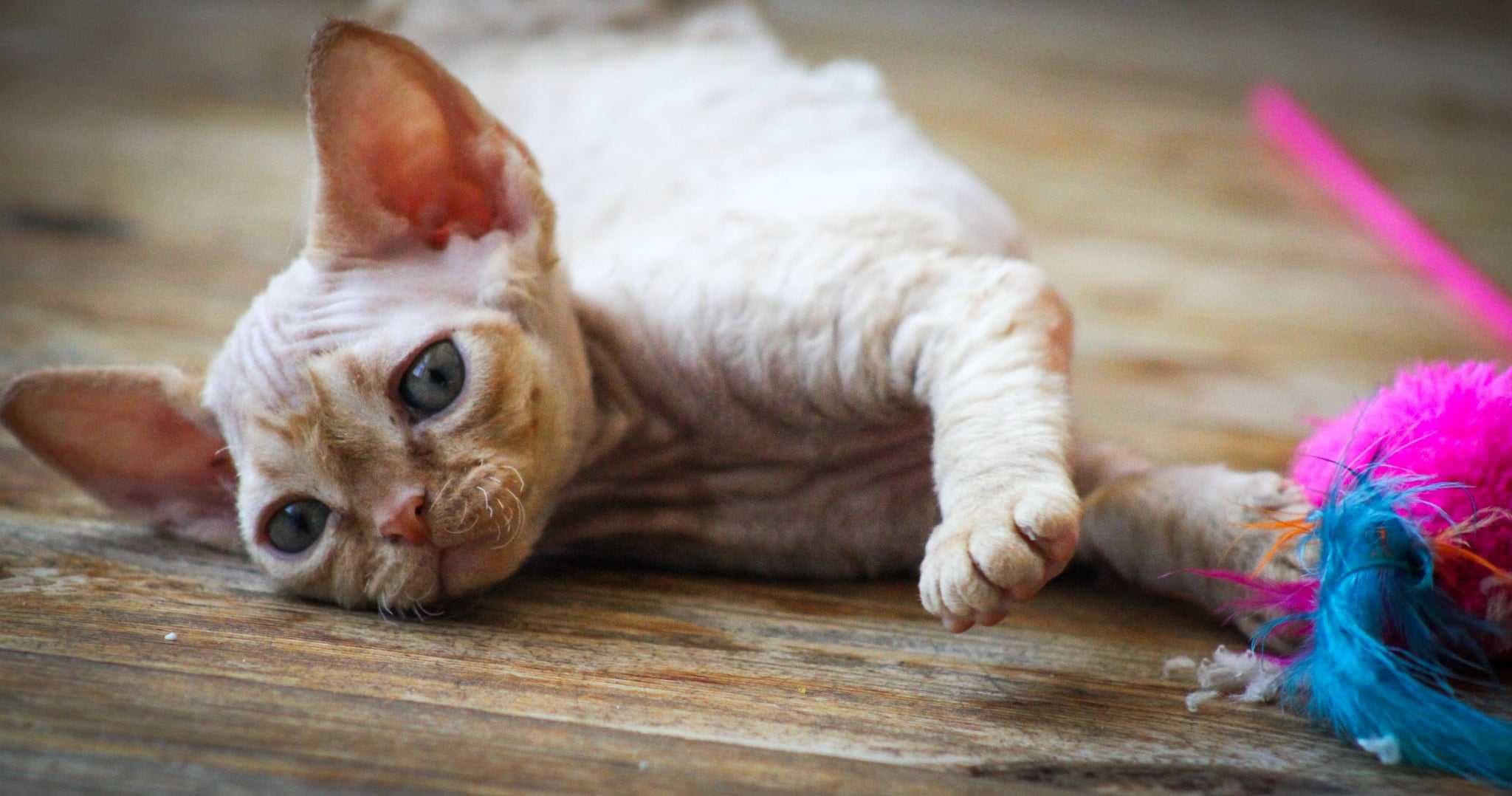 Devon rex rudy kocurek:) FPL