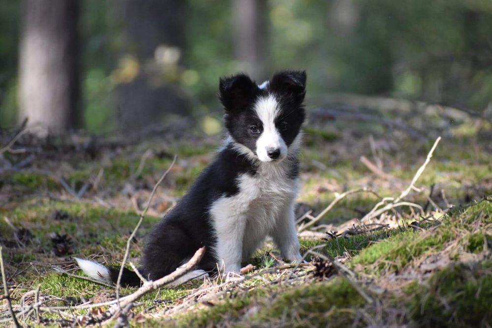 Border collie szczenięta