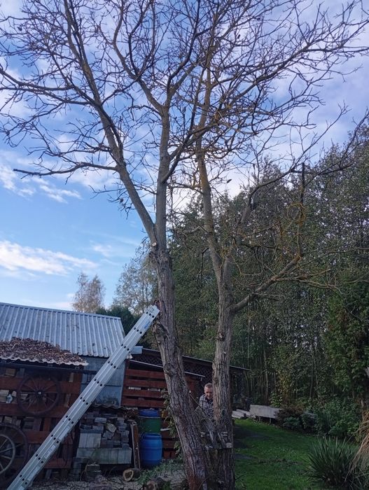 Wycinka drzew odśnieżanie posesji dachów
