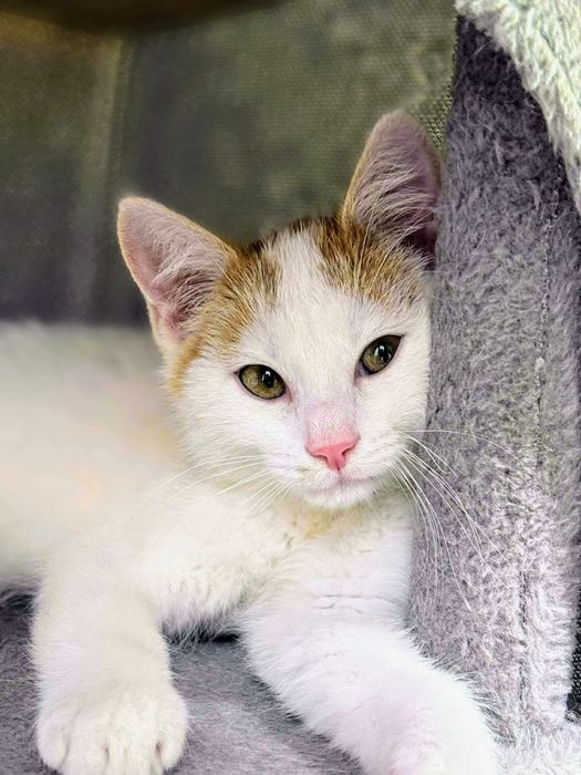 Kotek Zulu czeka pilnie na dom