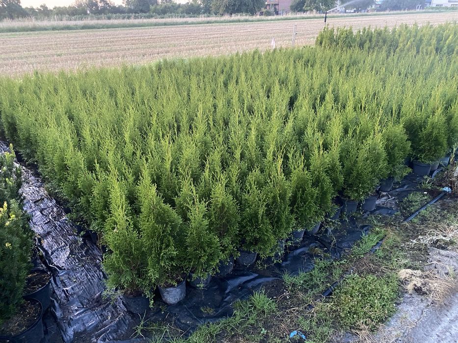 tuja szmaragd doniczka c3